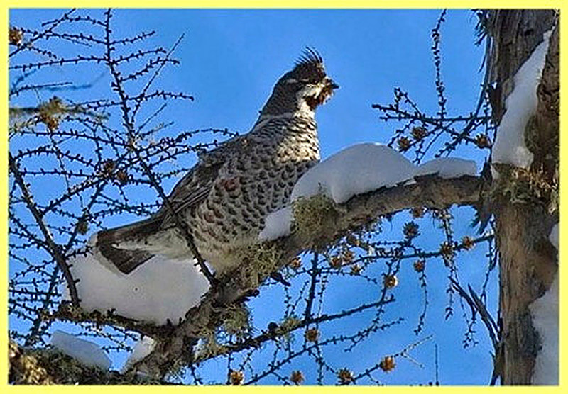 Где и как живет рябчик