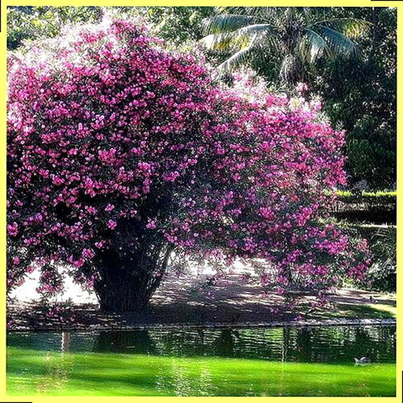 Уход за олеандром в домашних условиях