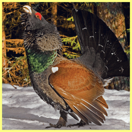 Охота на лунках на тетерева