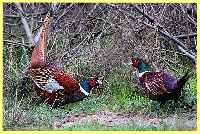 Где обитает фазан