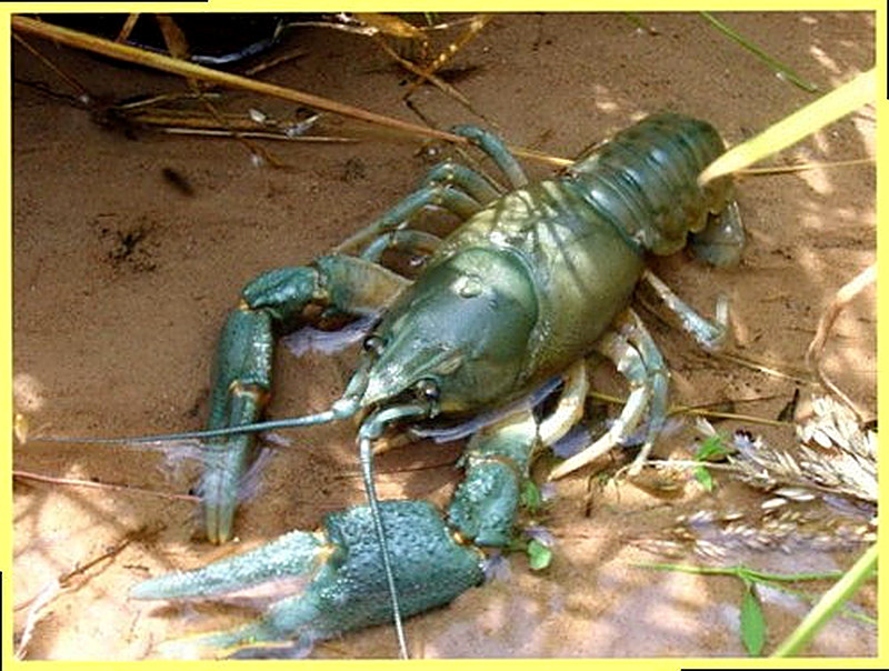 Как ловить раков ночью