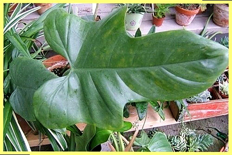 Дваждыперистый филодендрон фото