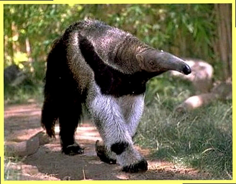 Чем питается муравьед в природе