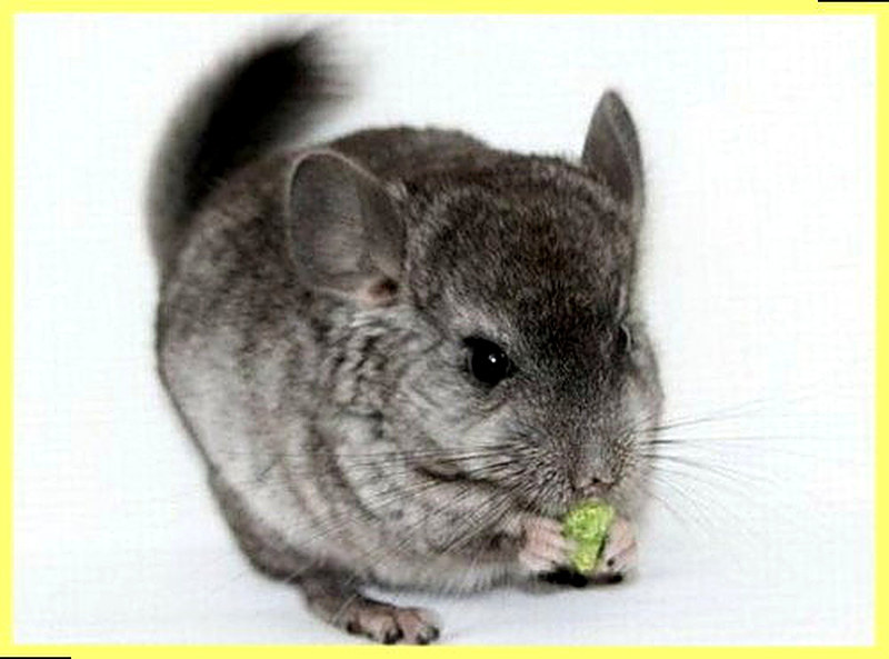 Как ухаживать за шиншиллой в домашних условиях