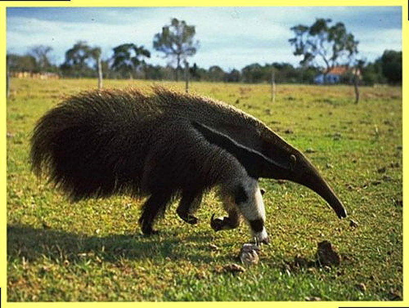 Животное муравьед фото