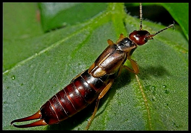 Уховертка почему так называется