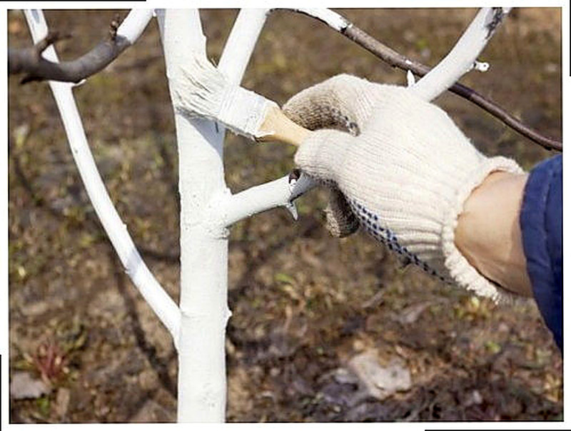 Побелка деревьев весной известью