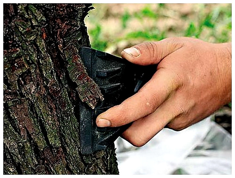 Визуальный осмотр коры деревьев