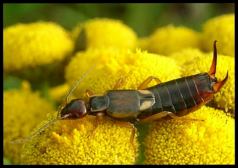 Уховёртка опасна для человека