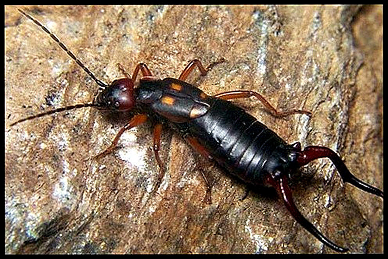 Опасна ли уховёртка для человека