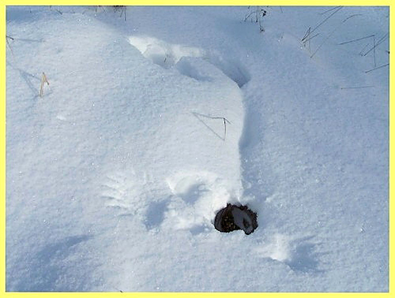 Охота на лунках на тетерева