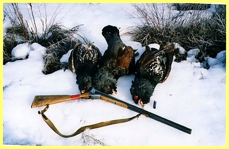 Как охотиться на тетерева зимой