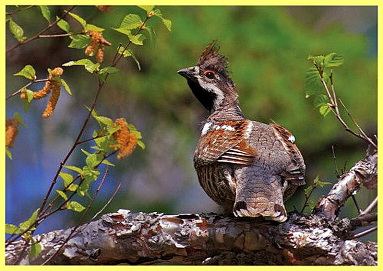 Как охотиться на рябчика