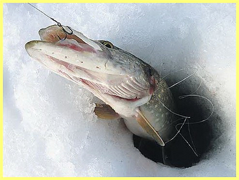 Как выполнять подсечку щуки после поклевки