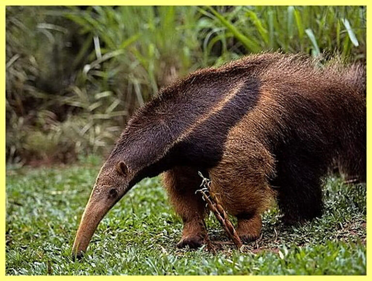 Животное муравьед фото