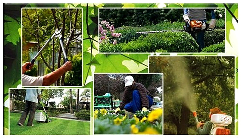 Как ухаживать за деревьями в саду