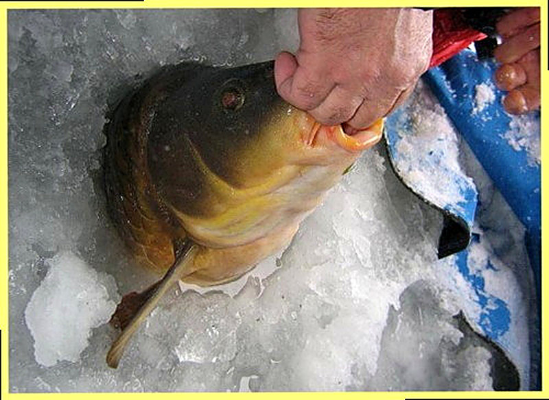 Как ловить карпа зимой в январе