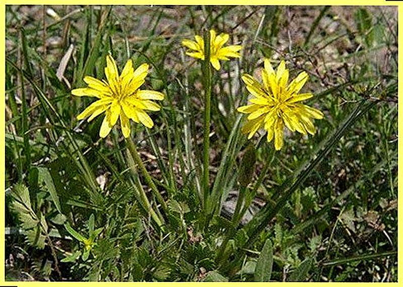 Скорцонера выращивание фото