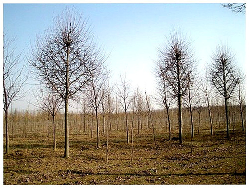 Формирование кроны плодовых деревьев