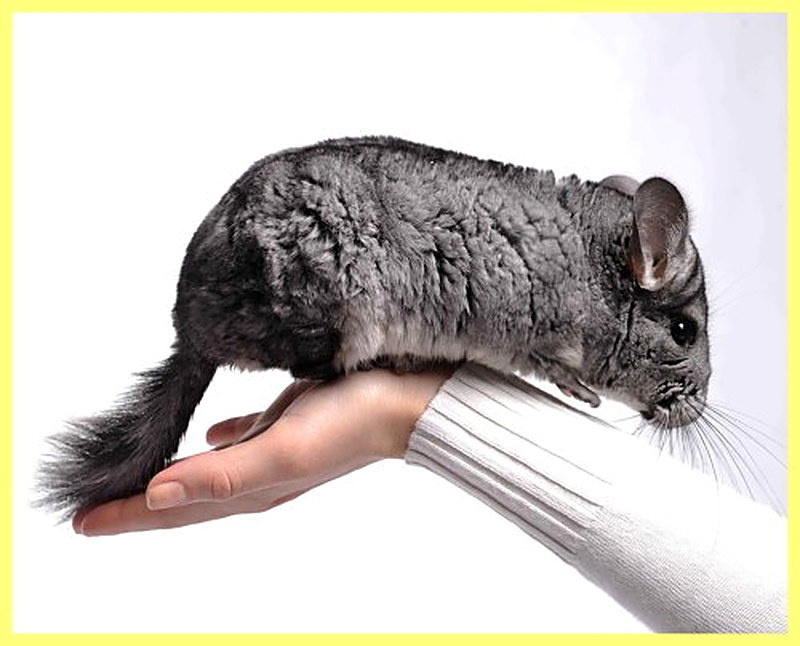 Как ухаживать за шиншиллой в домашних условиях