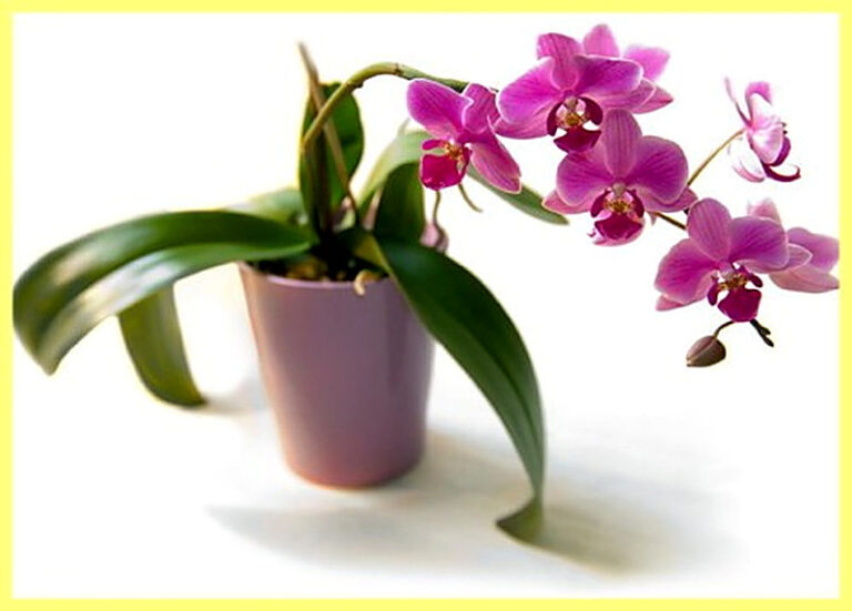 Орхидея уход и выращивание в домашних условиях