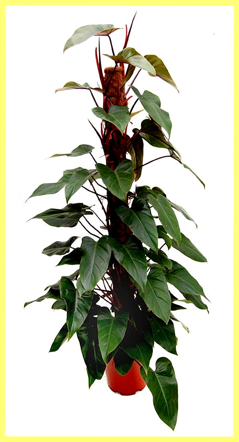 Древовидные филодендроны фото