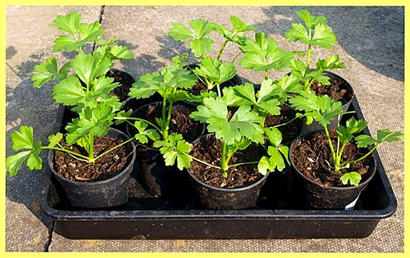 Выращивание по правилам стеблевого и листового сельдерея