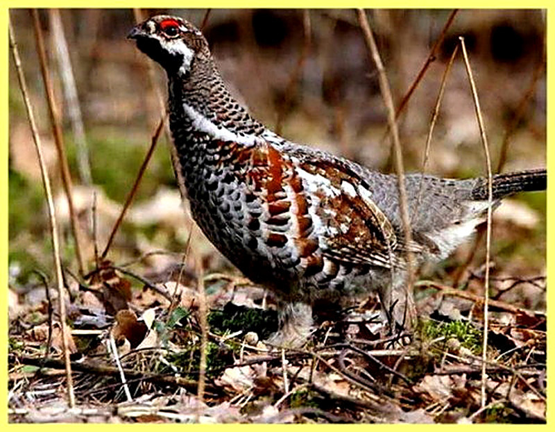 Какие повадки у рябчика