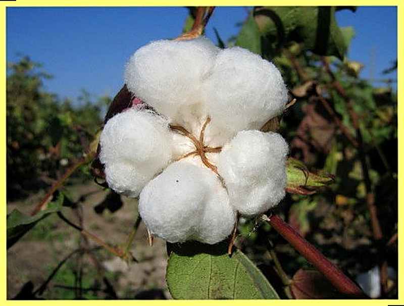 Хлопчатник сахарная вата выращивание из семян