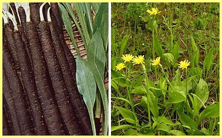 Скорцонера выращивание