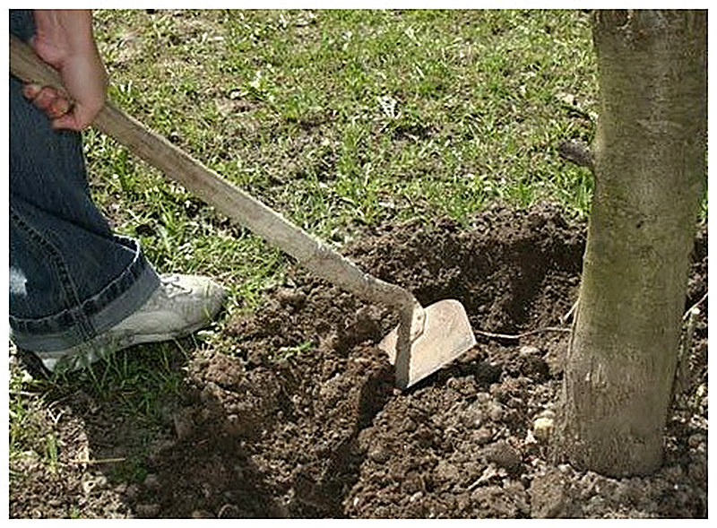 Окапывание приствольных кругов деревьев