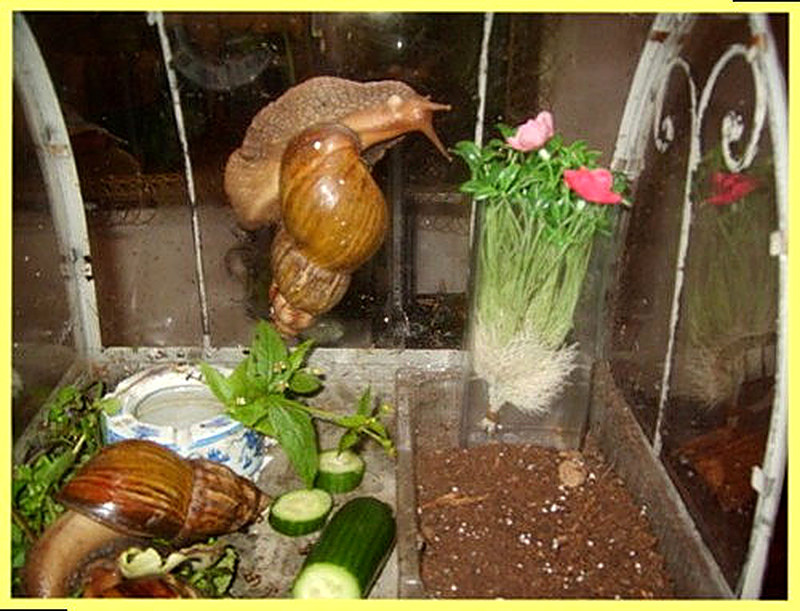 Аквариум для виноградных улиток