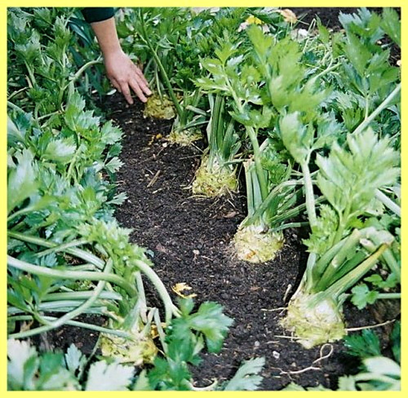 Выращивание сельдерея в открытом грунте