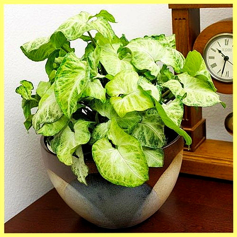 Как ухаживать за филодендроном в домашних условиях