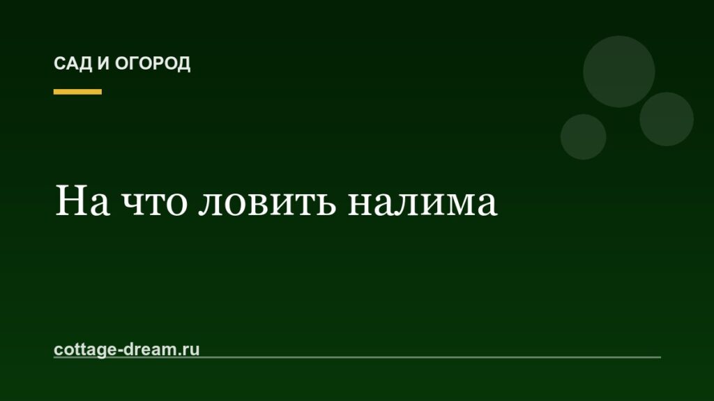 На что ловить налима