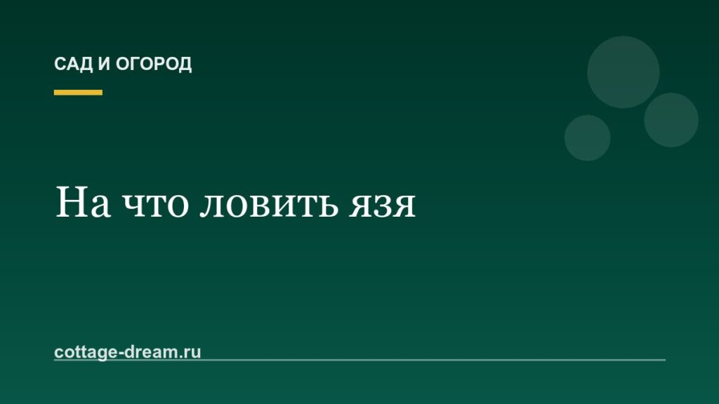 На что ловить язя