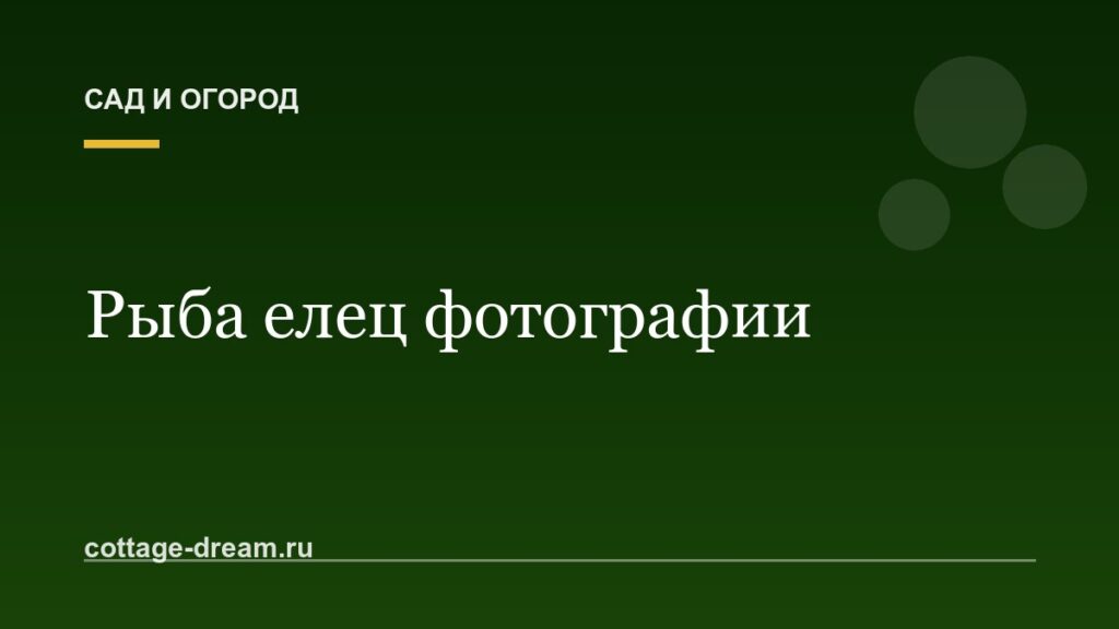 Рыба елец фотографии