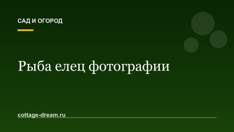 Рыба елец фотографии