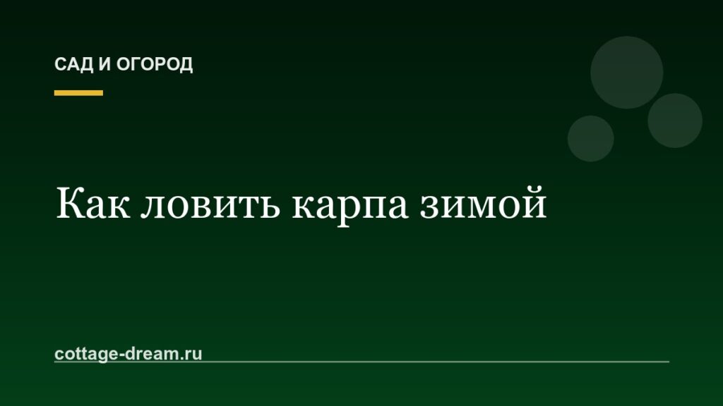 Как ловить карпа зимой