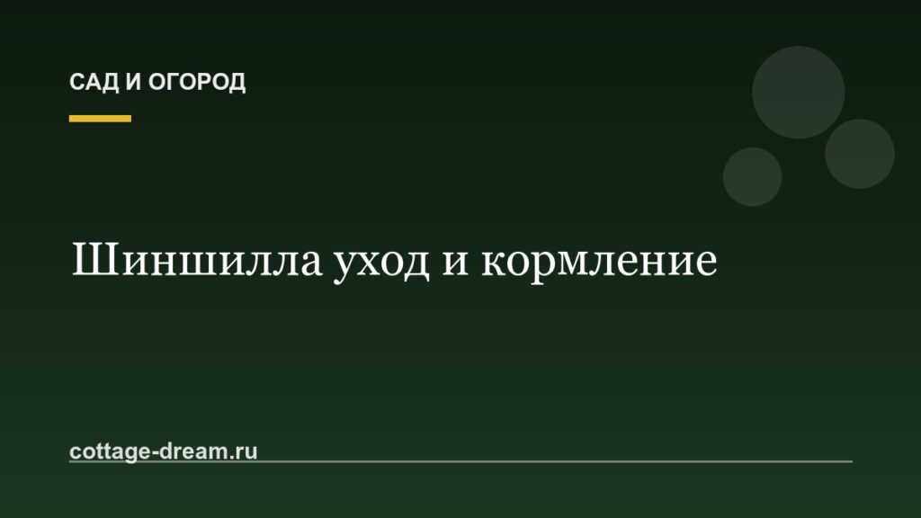 Шиншилла уход и кормление