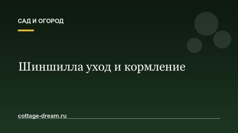 Шиншилла уход и кормление