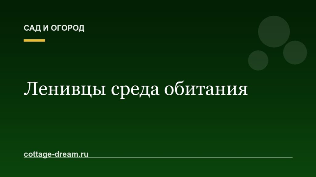 Ленивцы среда обитания: описание фото и видео