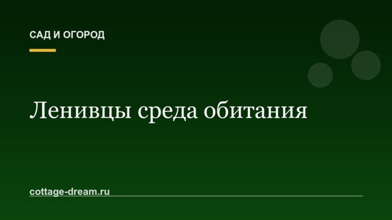 Ленивцы среда обитания: описание фото и видео