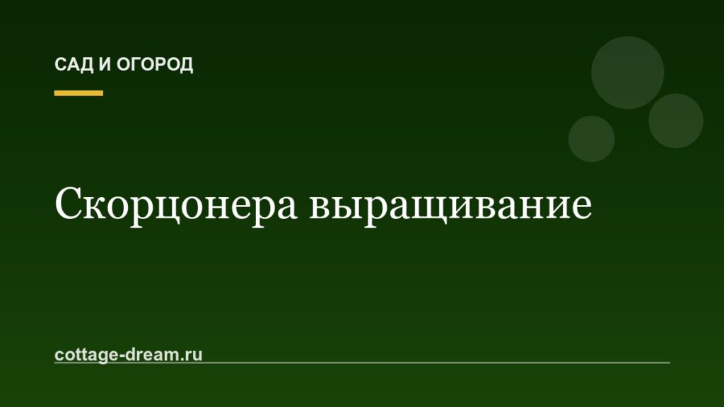 Скорцонера выращивание: фото и видео