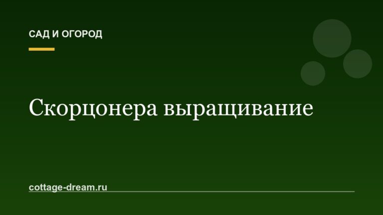 Скорцонера выращивание: фото и видео