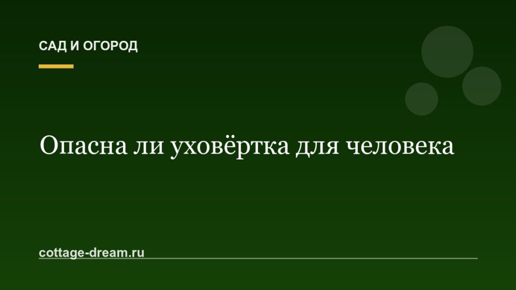 Опасна ли уховёртка для человека: фото и видео этого зверя