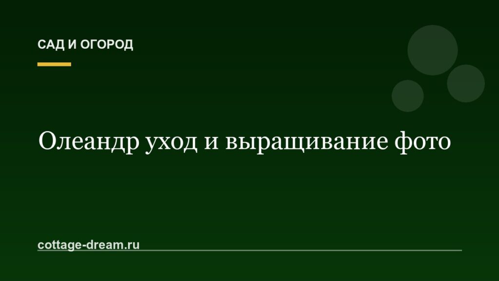 Олеандр уход и выращивание фото