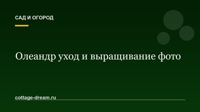 Олеандр уход и выращивание фото