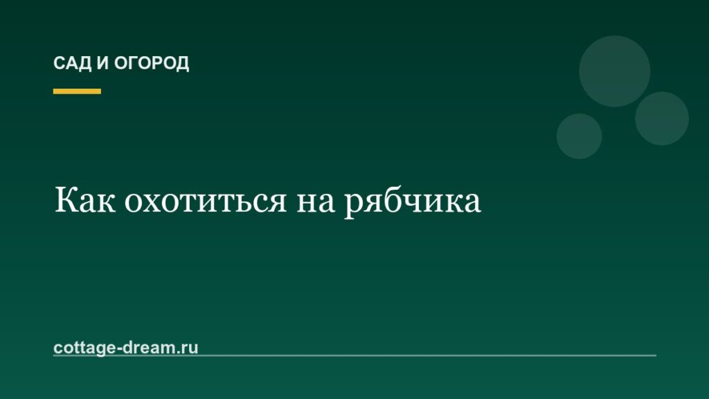 Как охотиться на рябчика: повадки зверя