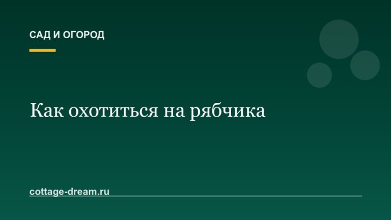 Как охотиться на рябчика: повадки зверя